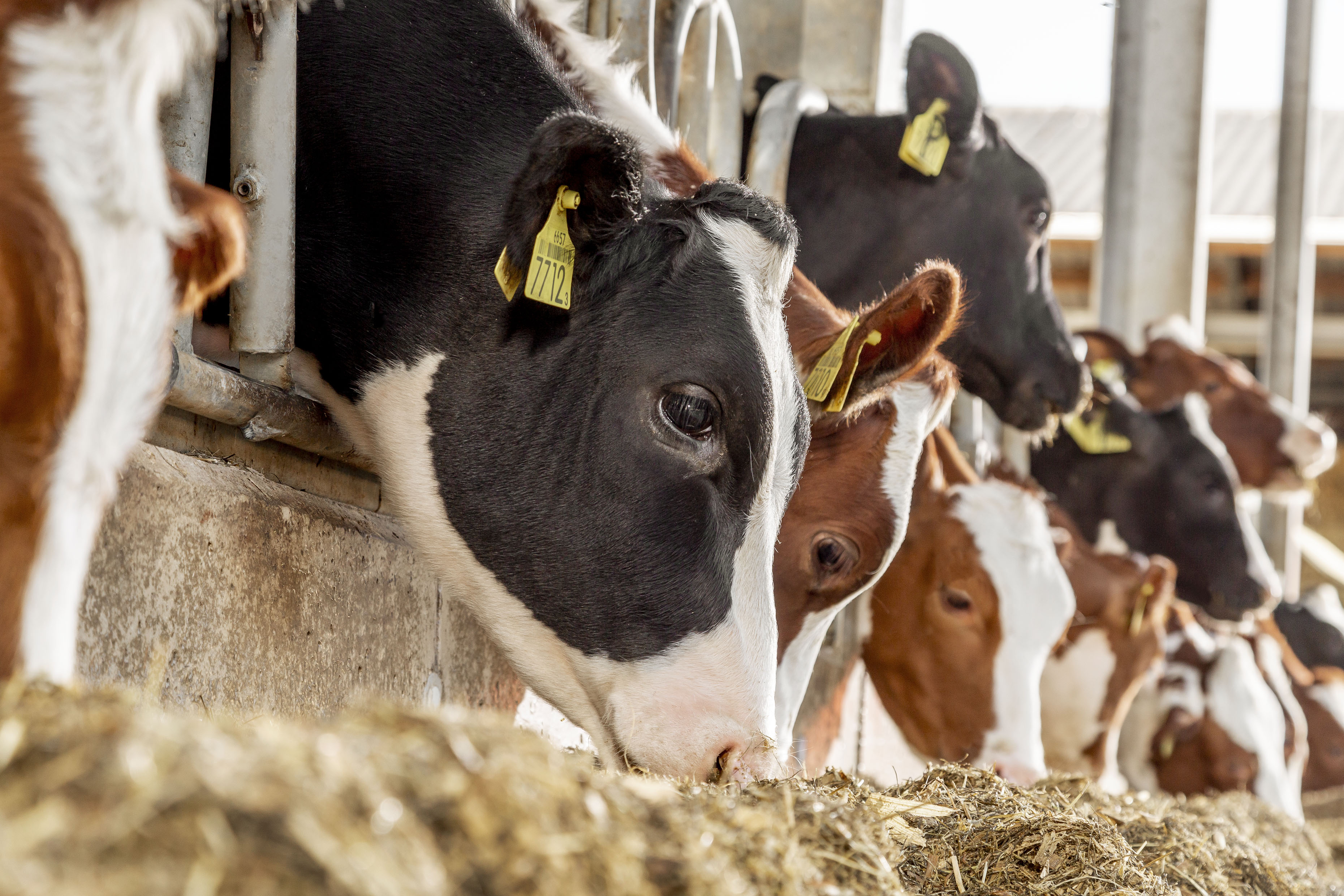 Optimising lifetime daily yield